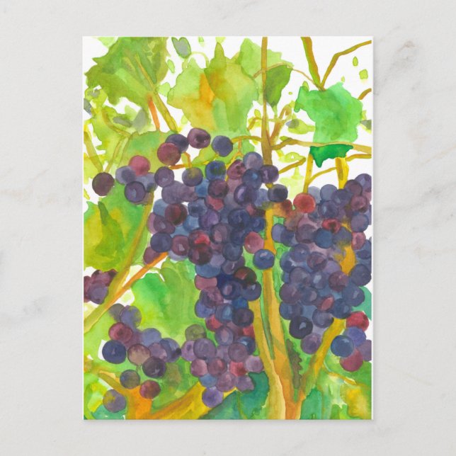 Watercolor Wine Grapes Painting Postcard (Front)