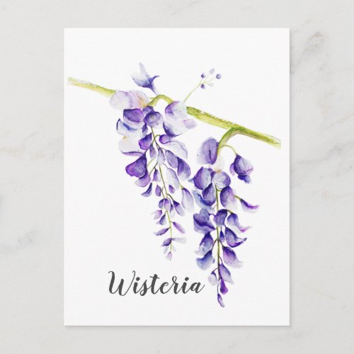 Watercolor Wisteria Botanical Postcard