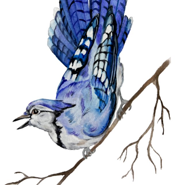 Watercolor woodland bird blue jay invitation (Creator Uploaded)