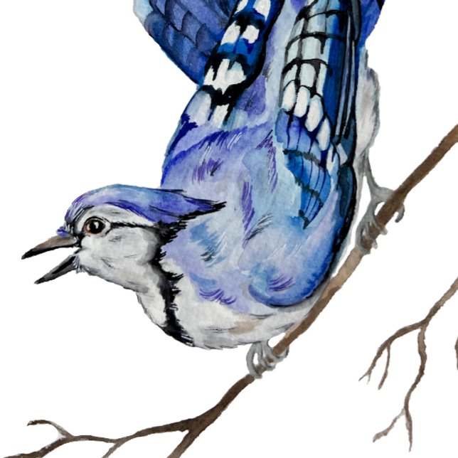 Watercolor woodland bird blue jay sticker (Creator Uploaded)