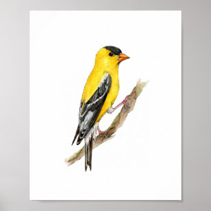 Watercolor Yellow American Finch Bird Painting Poster