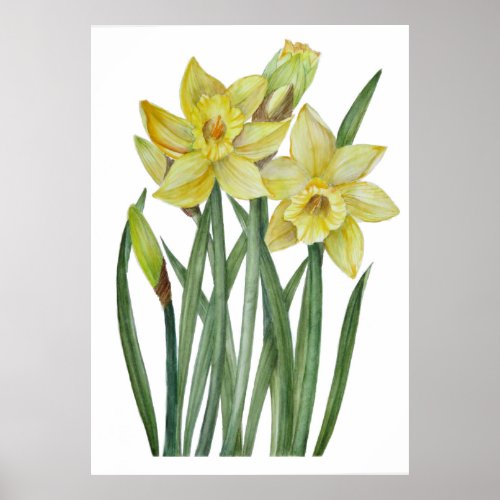 Watercolor Yellow Daffodils Botanical Illustration Poster