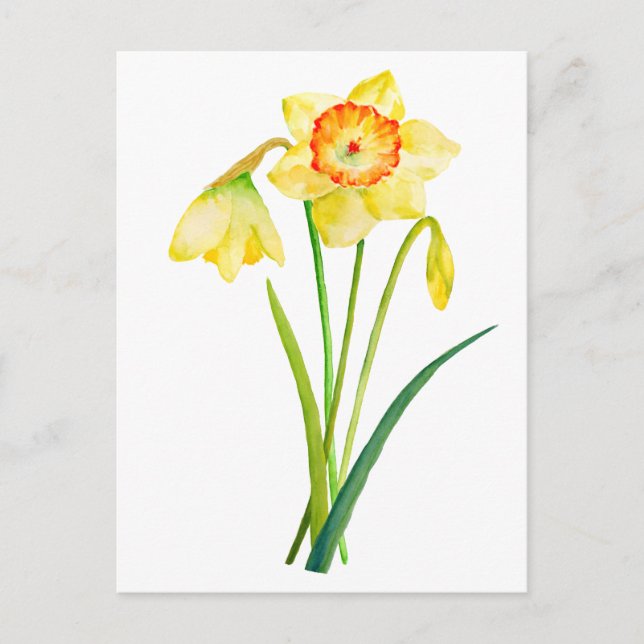 Watercolor Yellow Daffodils Spring Flowers Postcard (Front)