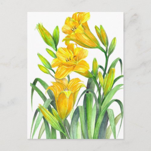 Watercolor Yellow Day Lilies Floral Illustration Postcard