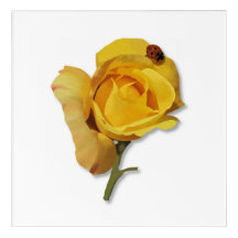 Watercolour "Chinatown" Rose