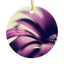 Waterdrop on Purple Gerbera Daisy