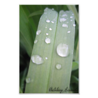 Waterdrops Photo Print