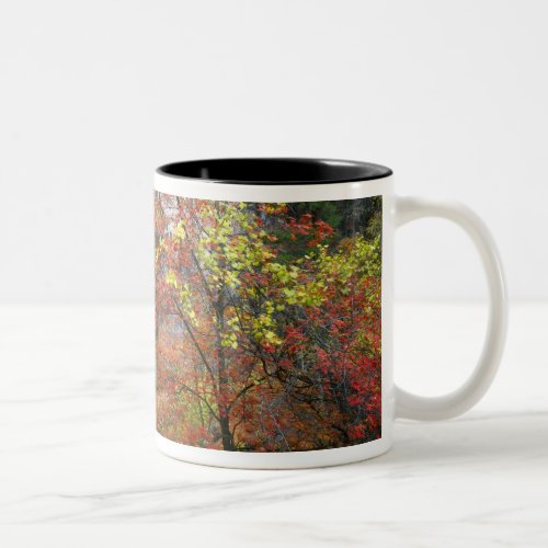 Waterfall bigtooth maple Acer Two_Tone Coffee Mug