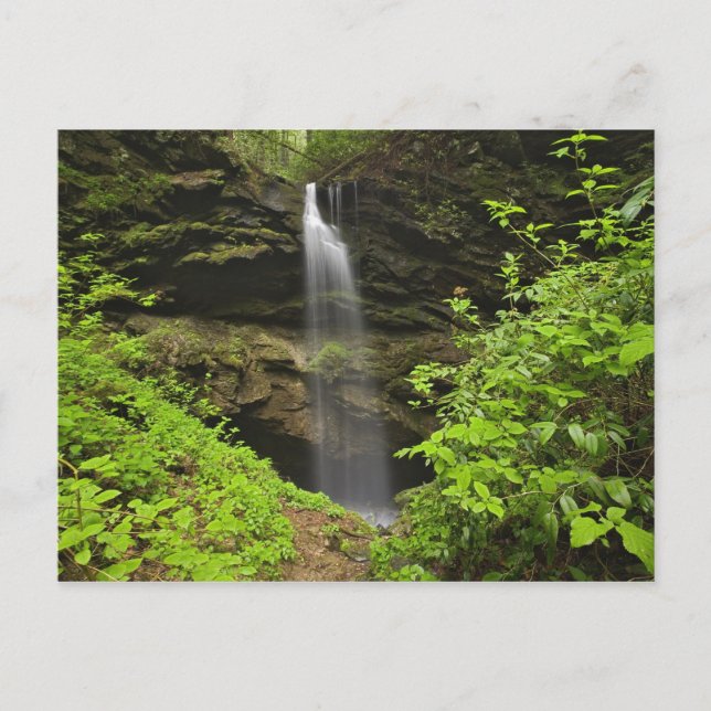 Waterfall falling into sink, Whiteoak Sink, Postcard (Front)