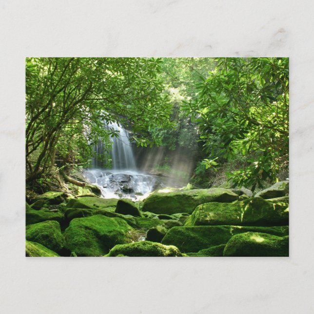 Waterfall in Rain Forest Postcard (Front)