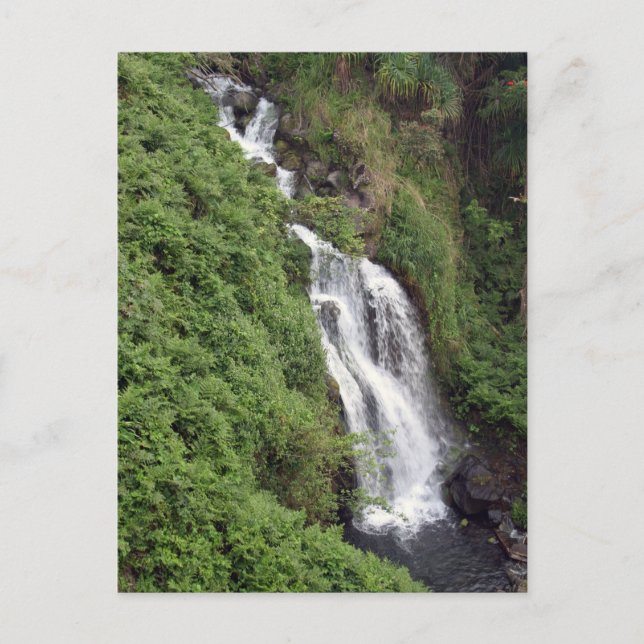 Waterfall Near Hilo, Hawaii Postcard (Front)