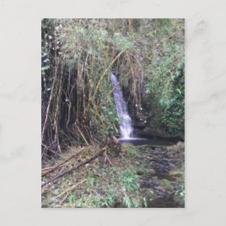 Waterfall on Akaka Falls trail Postcard