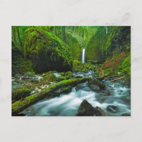 Waterfalls  Grotto Falls Oregon Postcard