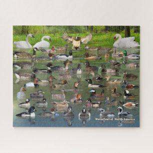 Waterfowl of North America Jigsaw Puzzle