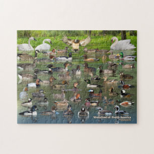 Waterfowl of North America Jigsaw Puzzle