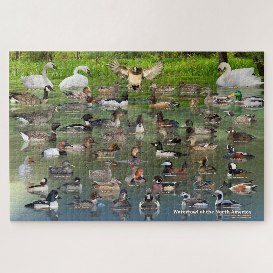 Waterfowl of North America Jigsaw Puzzle Zazzle