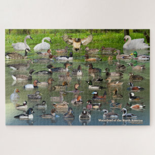 Waterfowl of North America Jigsaw Puzzle