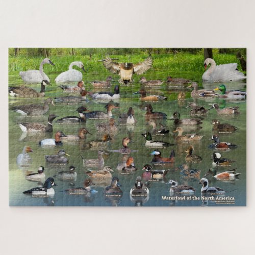 Waterfowl of North America Jigsaw Puzzle