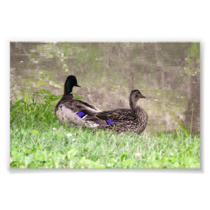 Watergazing Mallard Duck Couple Photo Print