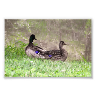 Watergazing Mallard Duck Couple Photo Print