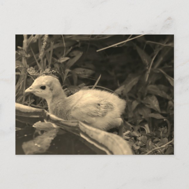 Watering Hole - Postcard (Front)