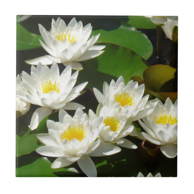 waterlilies and leaves tile (Front)