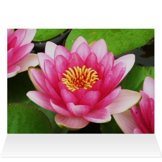 Waterlilies Card (Inside Horizontal (Top))