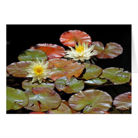Waterlilies II Cards (Front Horizontal)
