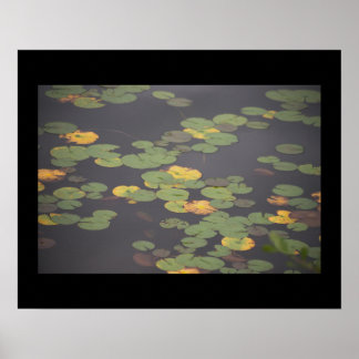 Waterlilies Photo Poster 