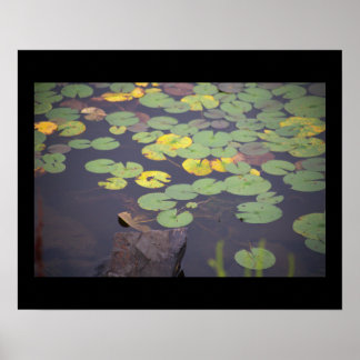 Waterlilies Photo Poster