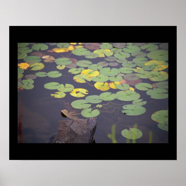 Waterlilies Photo Poster  (Front)