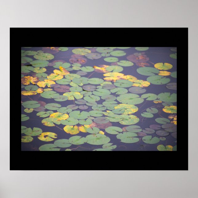 Waterlilies Photo Poster  (Front)