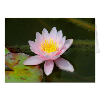 " Waterlilly " Cards