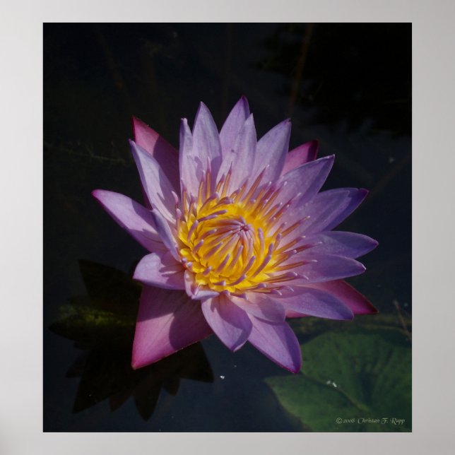 Waterlilly Poster (Front)