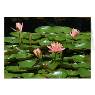 Waterlily 4 cards