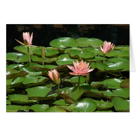 Waterlily 4 cards (Front Horizontal)