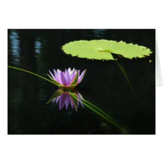 Waterlily 7 cards