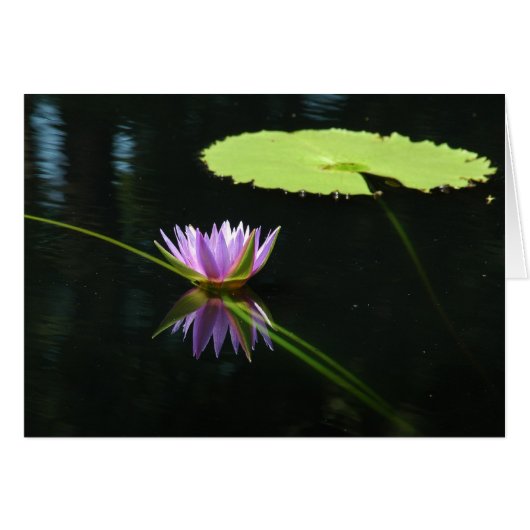 Waterlily 7 cards (Front Horizontal)