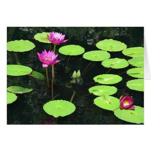 Waterlily 9 cards (Front Horizontal)