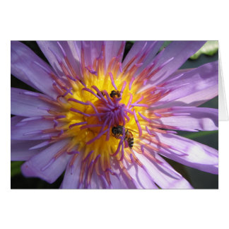 Waterlily Cards