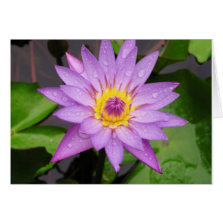 Waterlily Cards