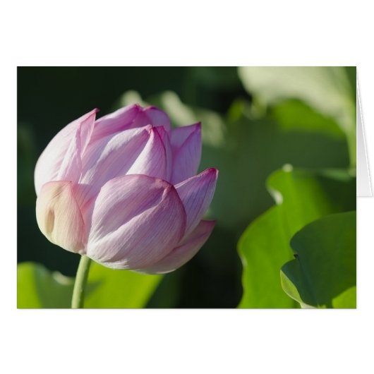 WaterLily Cards (Front Horizontal)