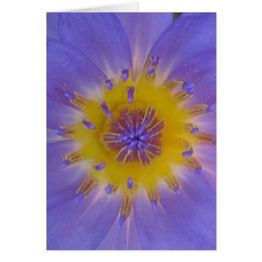Waterlily happiness cards (Front)