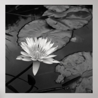 Waterlily in bloom poster