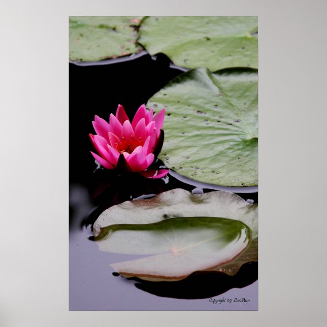 WaterLily Poster (Front)