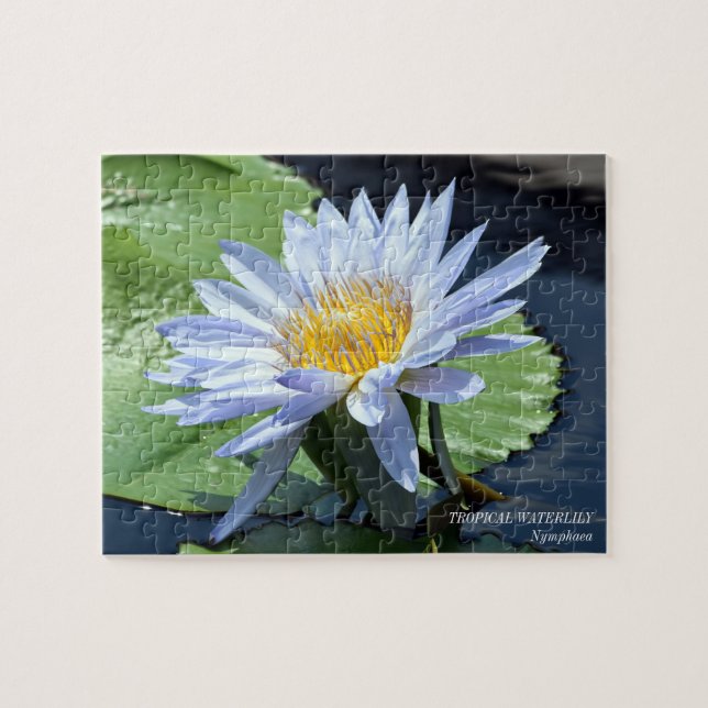 Waterlily Water Lily Jigsaw Puzzle Game (Horizontal)