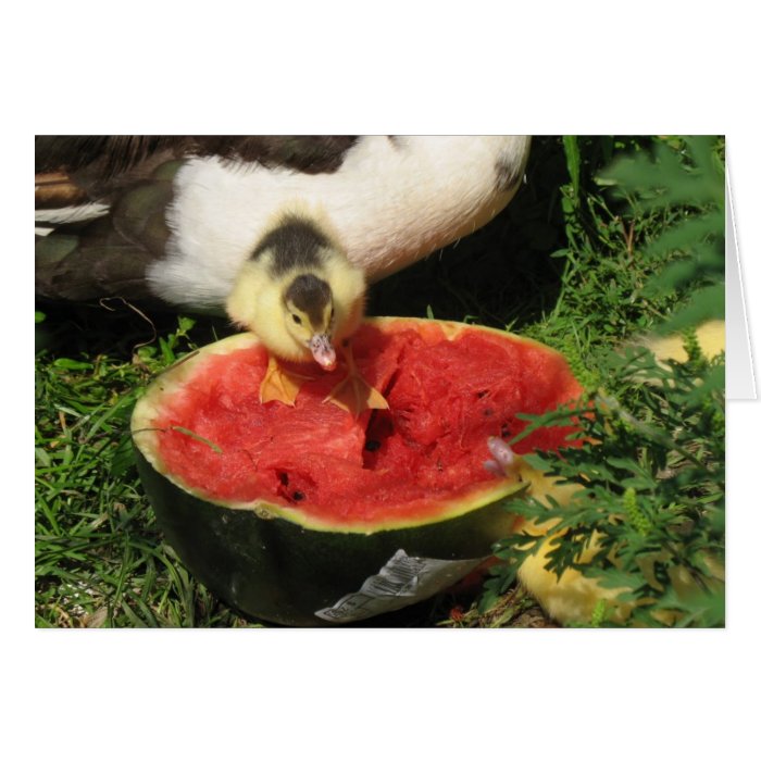 watermelon anyone? card