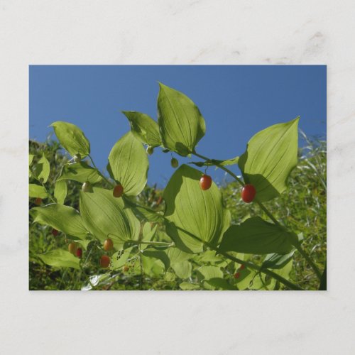 Watermelon Berries Unalaska Island Postcard