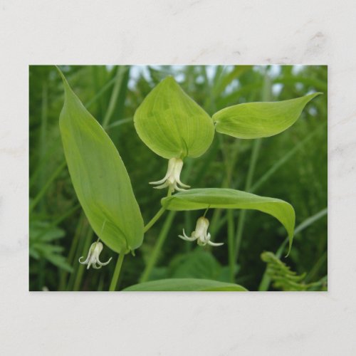 Watermelon Berry Blossoms Unalaska Island Postcard