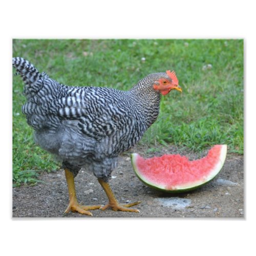 Watermelon Chicken Photo Print